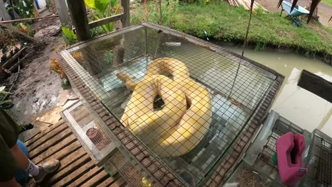 Caged Yellow Burmese Python In The Philippines. Handheld Stock Footage 202550277