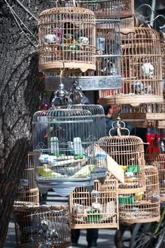 Cages with birds in front of pet store in Shanghai, China 스톡 사진