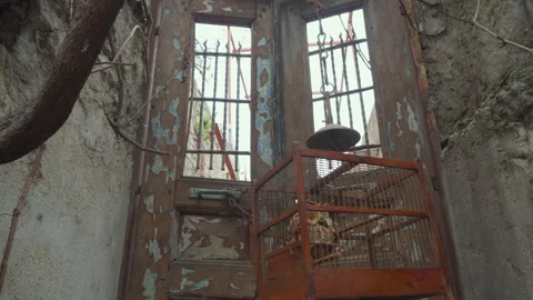 Cages with stuffed owls Video stock 241512457