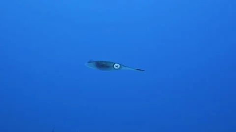A Caibbean reef squid up in the water column surrounded by the deep blue Stock Footage 157017561