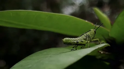 Cailifera Video stock 146090213