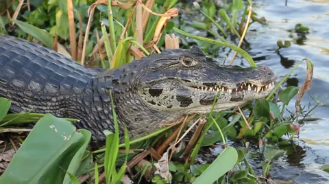 Caiman Alligator close up Stock Footage 33334904