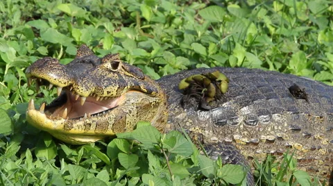 Caiman, Alligator, Crocodile Stock Footage 45281028
