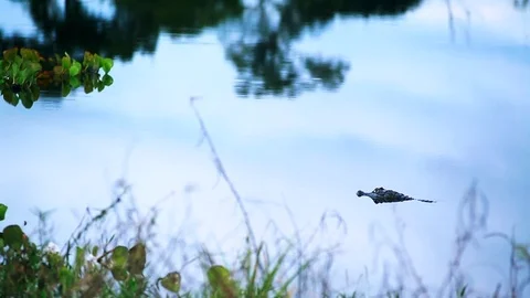 Caiman alone Video stock 74872986