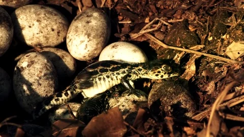 Caiman born Stock Footage 74768795