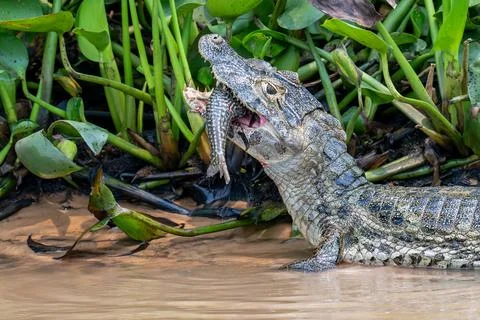 Caiman with catch of the day Stock Photos