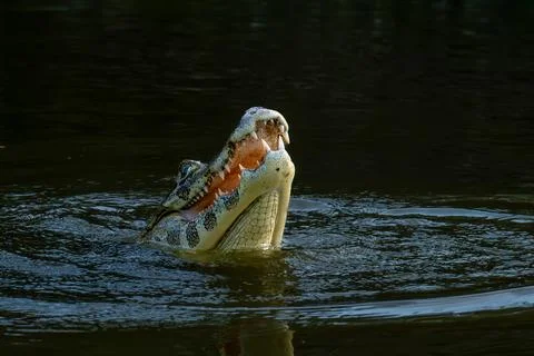 Caiman with catch Stock Photos