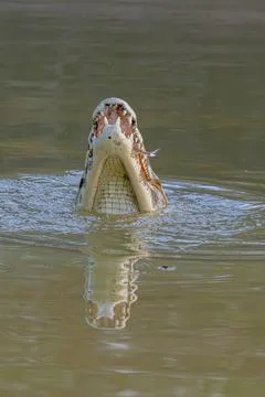Caiman with catch Stock Photos