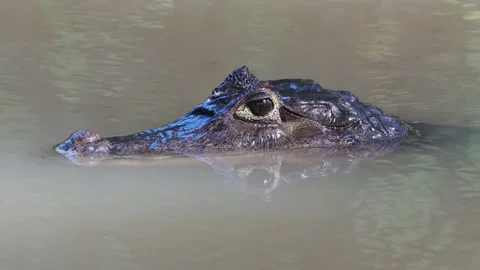 Caiman Close Up Turns Away Stock Footage 201390825