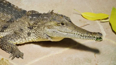 Caiman crocodile eating Stock Footage 244335890