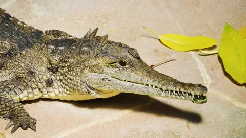 Caiman crocodile eating Stock Footage 244542212