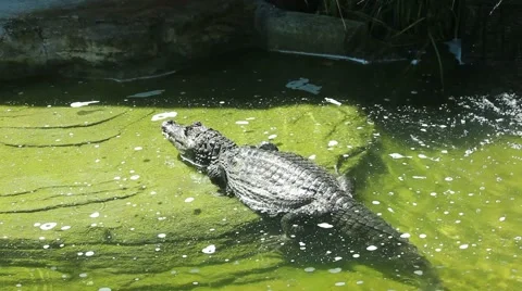 Caiman Crocodile Stock Footage 65311375