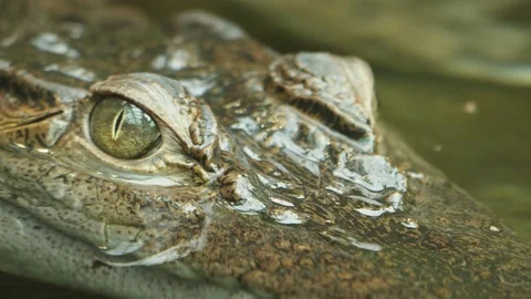 A Caiman Crocodile Stock Footage 238987964