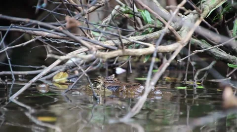 Caiman crocodile at surface Stock Footage 27692753
