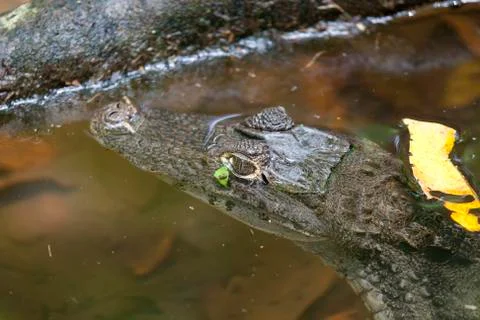 Caiman crocodillus Stock Photos