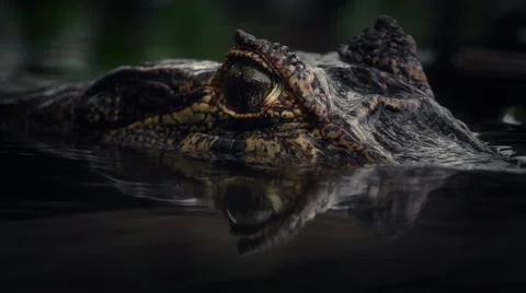 Caiman diving in a pond in slowmotion Stock-Footage 52600198