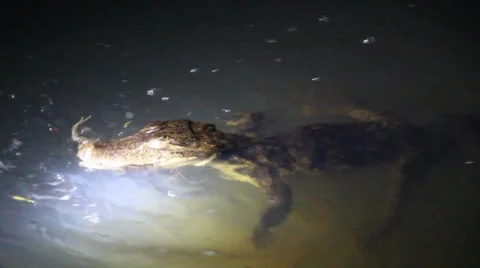 Caiman eats a frog Stock Footage 27645596