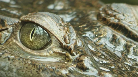A Caiman eye  Stock Footage 238886961