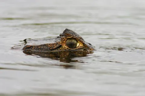 Caiman eye Stock Photos