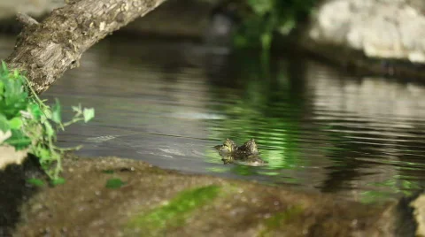 Caiman Stock Footage 490772