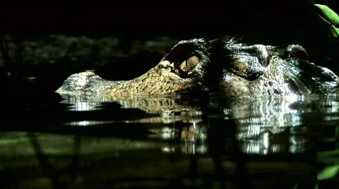 Caiman Stock Footage 633071
