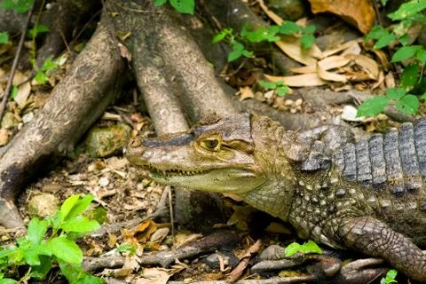 Caiman on the ground 库存照片