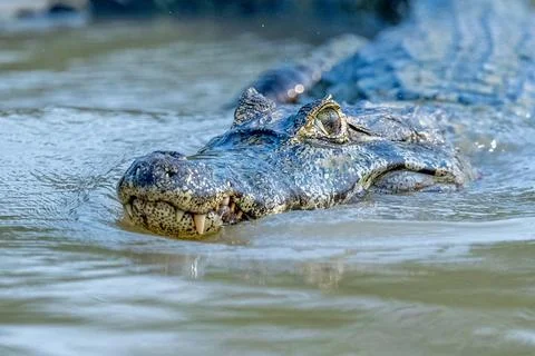 Caiman head closeup while swimming Stock Photos