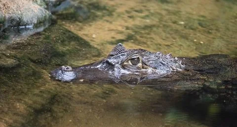 Caiman head emerging from shallow muddy water 스톡 사진