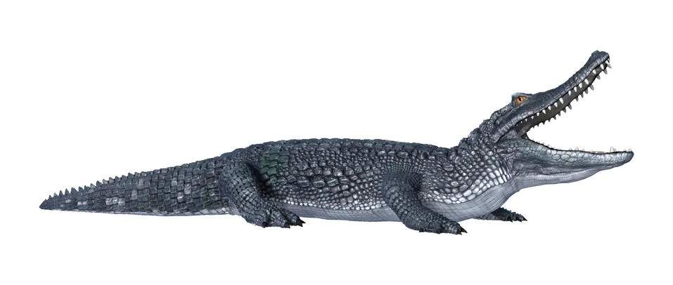 Caiman Stock Illustration