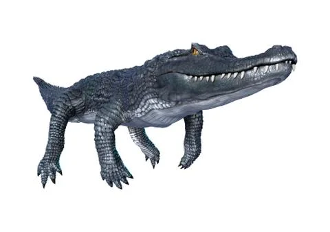 Caiman Stock Illustration