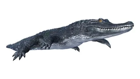 Caiman Stock Illustration