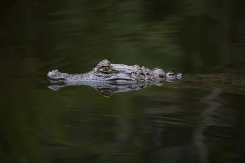 Caiman In The Lagoon 스톡 사진
