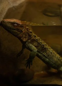 Caiman lizard is captive and floating in a fish tank with eyes closed Stock Photos