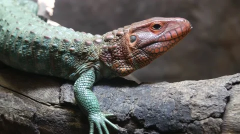 Caiman Lizard Stock Footage 55651193