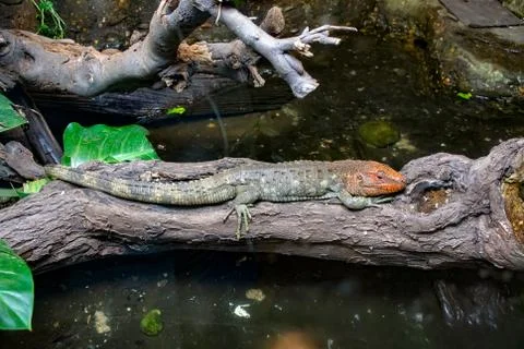 Caiman Lizard resting on a tree branch Stock Photos