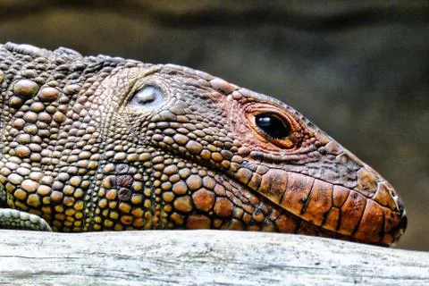 Caiman Lizard's head. Stock Photos