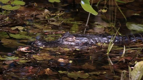 Caiman open eyes Stock Footage 70160955