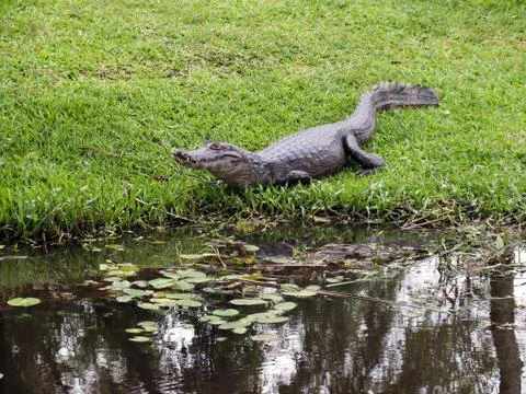 Caiman Fotos de archivo