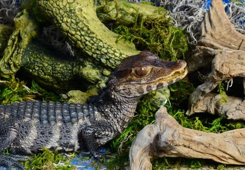 Caiman Stock Photos