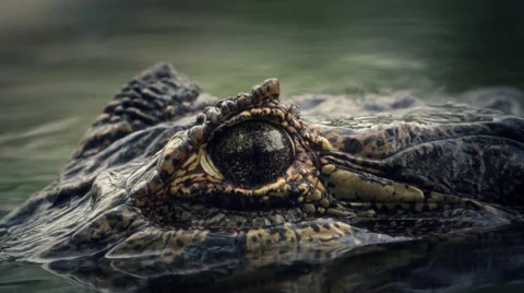 Caiman in pond diving Stock Footage 52603667