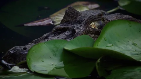 Caiman in pond Stock Footage 72721623