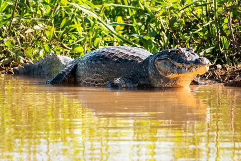 Caiman With Reflection Basking in the Cuiaba River in The Pantanal, Brazil Stock Photos