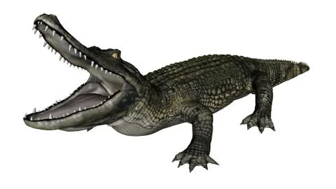 Caiman roaring - 3D render Stock Illustration