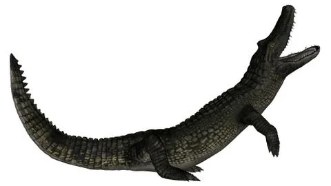 Caiman roaring - 3D render Stock Illustration