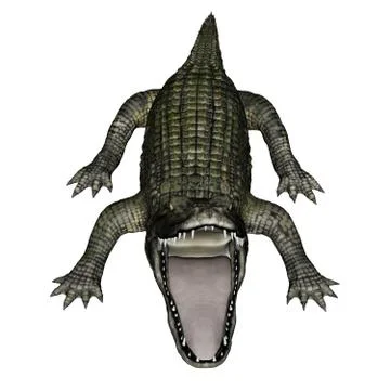 Caiman roaring - 3D render Stock Illustration