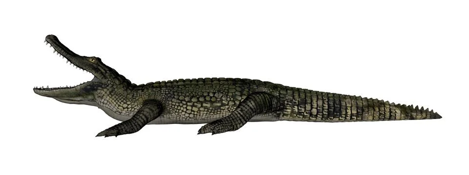 Caiman roaring - 3D render Stock Illustration
