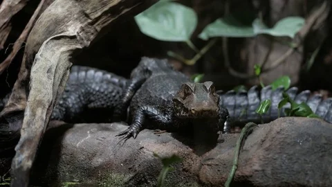 Caiman on the rock Video stock 74918939