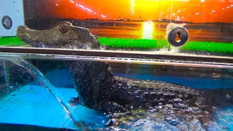 Caiman sits in the water Stock Footage 120072201