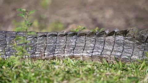 Caiman stretched along shaded mud bank, tail to head pan Stock Footage 314059901