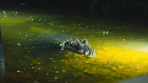 A caiman surfaces in murky water at night under artificial light in the Stock-Footage 345157799